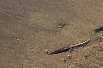pluma de gaviota en la orilla de la playa