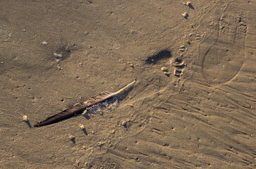pluma de gaviota en la orilla de la playa
