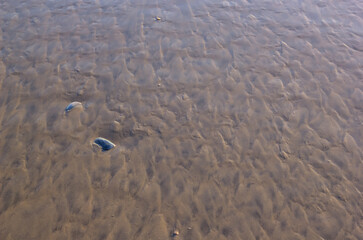 conchitas en la orilla de la playa