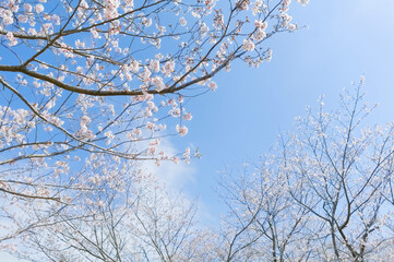 桜と青空　吉野公園	