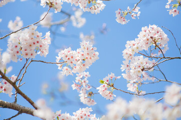 青空を背景に桜の花をクローズアップ	