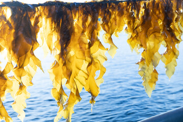 Seaweed Fresh from the Ocean Water - obrazy, fototapety, plakaty