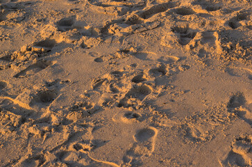 arena,pisadas de animales y humanos en la playa en la hora del ocaso