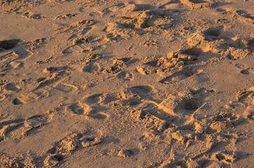 arena,pisadas de animales y humanos en la playa en la hora del ocaso