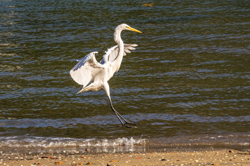 birds on the island of Itacuruça, State of Rio de Janeiro, Brazil