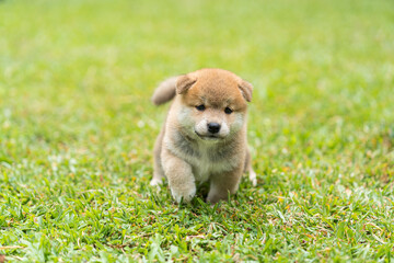Puppy Shiba inu running in the grass. Japanese dog of japanese breed inu running fast in a green field. Beautiful Red baby Shiba Inu Dog Outdoor.
