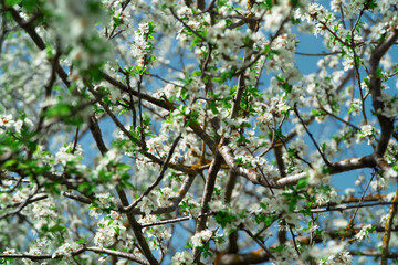 Spring flowers, white spring flowers blooming on the tree branches. Fresh blossom growth. Awake of the nature concept idea.