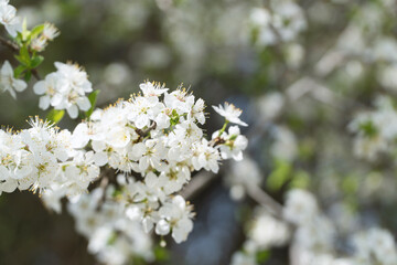 Spring flowers, white spring flowers blooming on the tree branches. Fresh blossom growth. Awake of the nature concept idea.