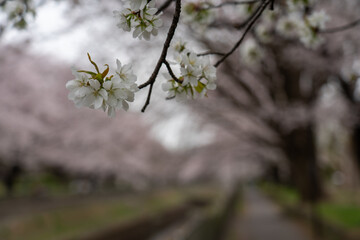 春
