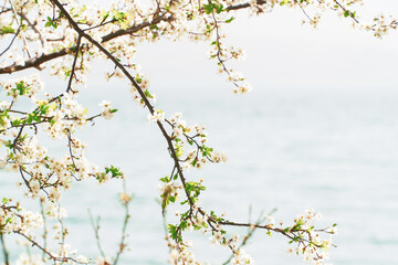 Spring flowers, white spring flowers blooming on the tree branches. Fresh blossom growth. Awake of the nature concept idea.