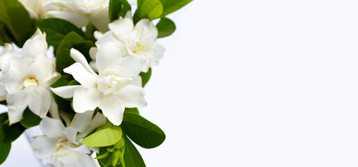 Cape jasmine or garden gardenia, gerdenia flower