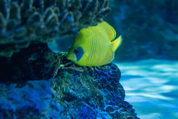 Large sandy fish tank at an aquarium, with coral and a Bluecheek butterflyfish. 