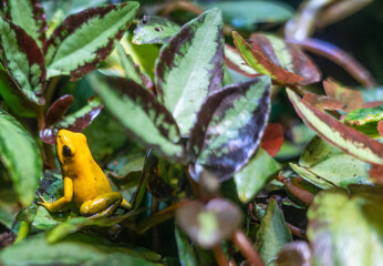 Golden Dart Frog in an aquarium terrarium. 