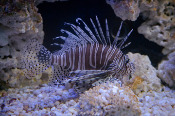 Naklejka na ściany i meble Lion Fish in a Salt Water Aquarium, an invasive species in the Atlantic Ocean. 