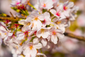 Fototapeta premium サクラと電車