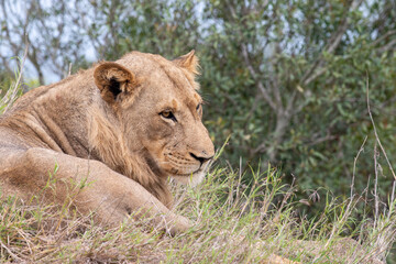 Male lion in South Africa