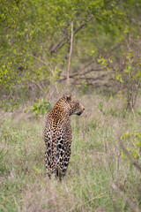 African Leopard in South Africa