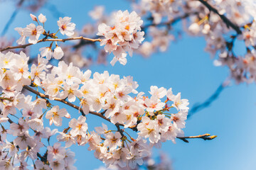 桜