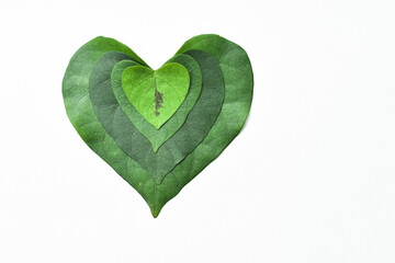 overhead view of the heart-shaped leaves stacked on top of each other from small to large, flat lay. hearts in nature.
