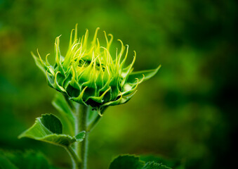 Sunflowers in the garden, full bloom and some bee collect pollen on the flowers