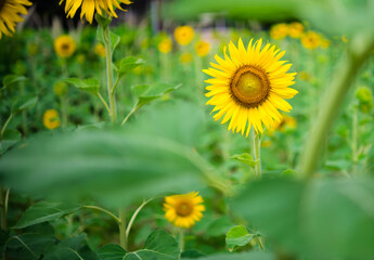 Sunflowers in the garden, full bloom and some bee collect pollen on the flowers