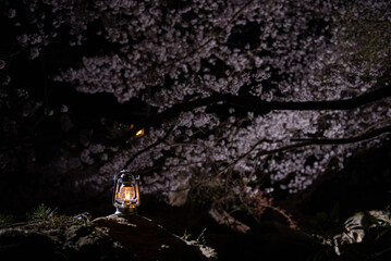 夜桜とオイルランタン