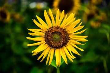 Sunflowers in the garden, full bloom and some bee collect pollen on the flowers