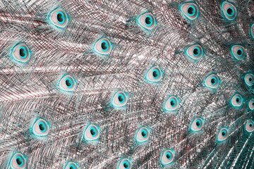 Obraz premium Unusual texture of colored peacock. Animals and colors backgrounds