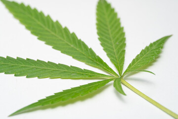 Marijuana Leaf on white background. Selective focus. Cannabis - isolated on white background. Growing medical marijuana