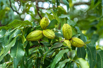 Green pecan nuts growing on tree in Brazil