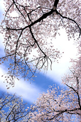 青空と雲と桜