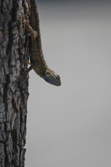 Blue Belly Lizard on a Gum Tree