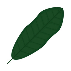 aspidistra leaf icon