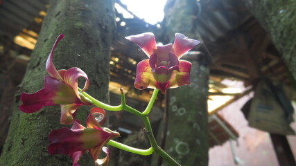 grainy and blurry picture of maroon orchid flower macro photo red Dendrobium phalaenopsis