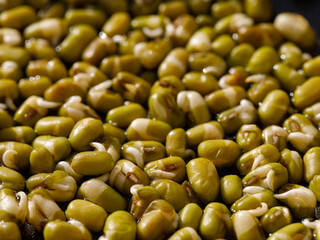 Mung bean sprouts. Sprouting Microgreens. Seed Germination at home. Vegan and healthy eating concept. Sprouted bean Seeds, Micro greens. Growing sprouts. Green living concept. Organic food. Full frame