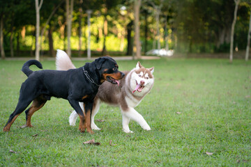 Naklejka na ściany i meble Two dogs of different breed - Rottweiler and Alaskan Malamute in the park. Dog socialize concept. 