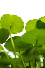 Whorled Pennywort on white background, low angle view