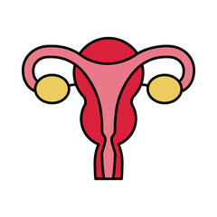 female reproductive system