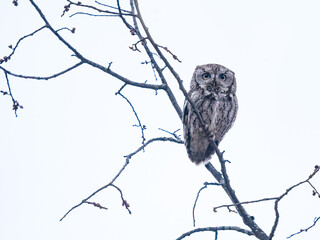Eastern Screech Owl   Sitting on Tree Branch after Sunset