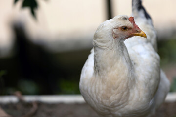 white chicken free range 