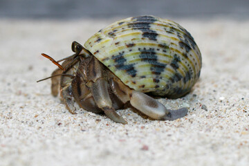 Hermit Crab, common name in Indonesia is Kelomang