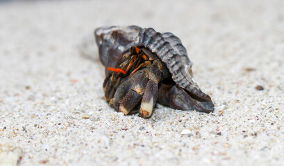Hermit Crab, common name in Indonesia is Kelomang