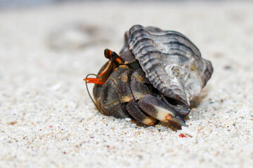 Hermit Crab, common name in Indonesia is Kelomang