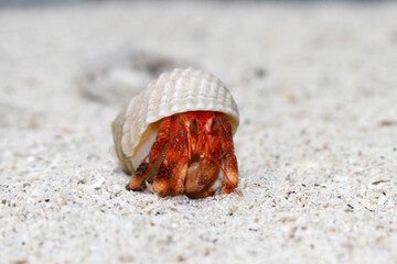 Hermit Crab, common name in Indonesia is Kelomang