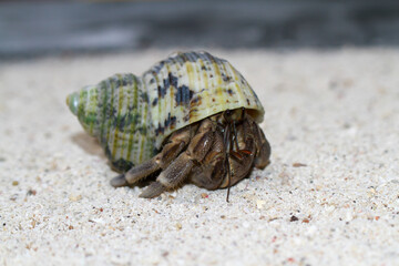 Hermit Crab, common name in Indonesia is Kelomang