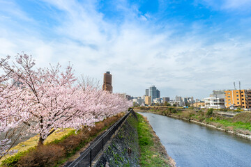 Fototapeta na wymiar 桜満開の春、静岡県浜松市中心部アクトタワーと馬込川 