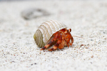 Hermit Crab, common name in Indonesia is Kelomang