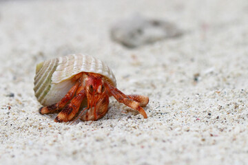 Hermit Crab, common name in indonesia is kelomang