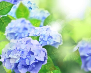 梅雨の時期に咲く美しい薄紫色と水色のあじさいと葉っぱの光差し込むボケの背景イラスト素材