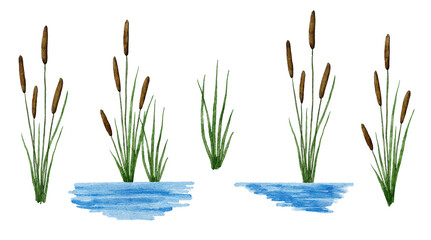 Watercolor hand drawn illustration of typha reed cattail plant in water river. Flora of wetland swamp march, green leaves brown seeds, outdoor summer spring floral landscape. - obrazy, fototapety, plakaty